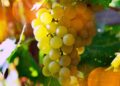 Investment in grape growers and beekeepers