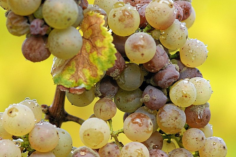 Wine sweetness | botrytis cinerea on riesling grapes, noble rot. Rheingau, germany