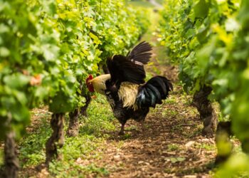 A rooster roaming freely in a biodynamic vineyard in volnay, côte d'or, france, at michel lafarge’s estate. This vineyard follows biodynamic principles, part of the unesco-listed climats, terroirs of burgundy.