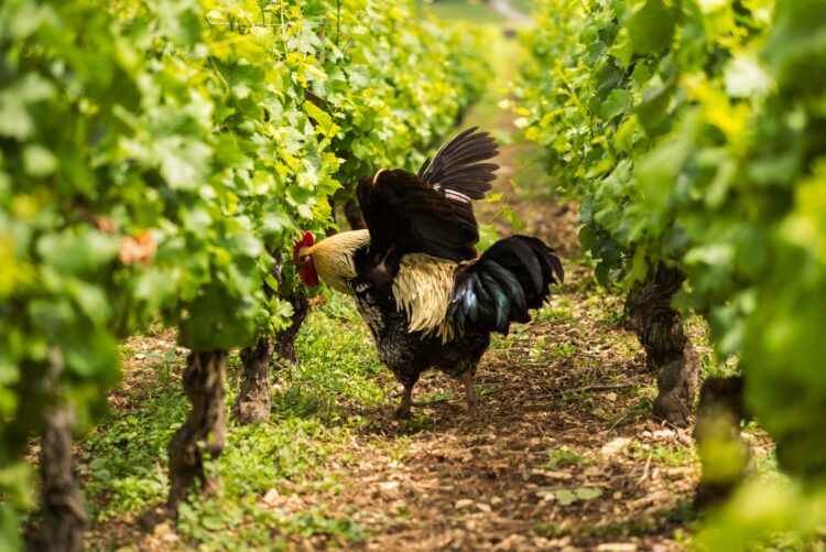 A rooster roaming freely in a biodynamic vineyard in volnay, côte d'or, france, at michel lafarge’s estate. This vineyard follows biodynamic principles, part of the unesco-listed climats, terroirs of burgundy.