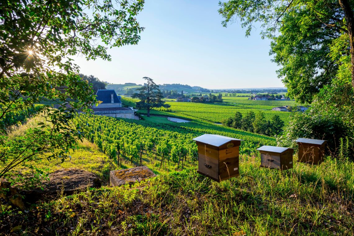 Organic Vs. Biodynamic Wine: The Ultimate Guide To Sustainable Winemaking 1 Beehives at the biodynamic and organic wine-growing estate château de fonplegade in saint-émilion, southwestern france, overlooking lush vineyards under a clear blue sky.