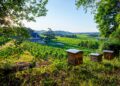 Beehives at the biodynamic and organic wine-growing estate château de fonplegade in saint-émilion, southwestern france, overlooking lush vineyards under a clear blue sky.