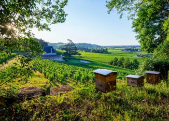 Beehives at the biodynamic and organic wine-growing estate château de fonplegade in saint-émilion, southwestern france, overlooking lush vineyards under a clear blue sky.