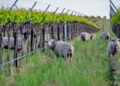 Sheep grazing in the biodynamic block of the benches vineyard in horse heaven hills ava, columbia valley, washington, as part of sustainable vineyard management.